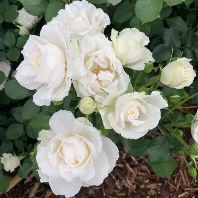 Princess of Wales rose