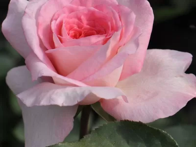 Savannah rose