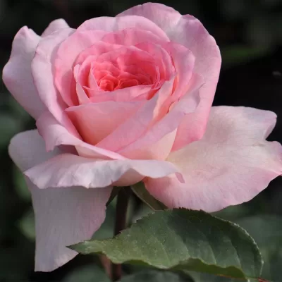 tea hybrid roses