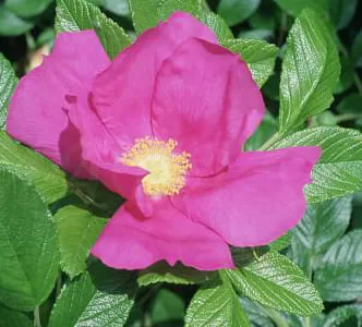 Scabrosa rose