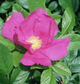 Scabrosa rose