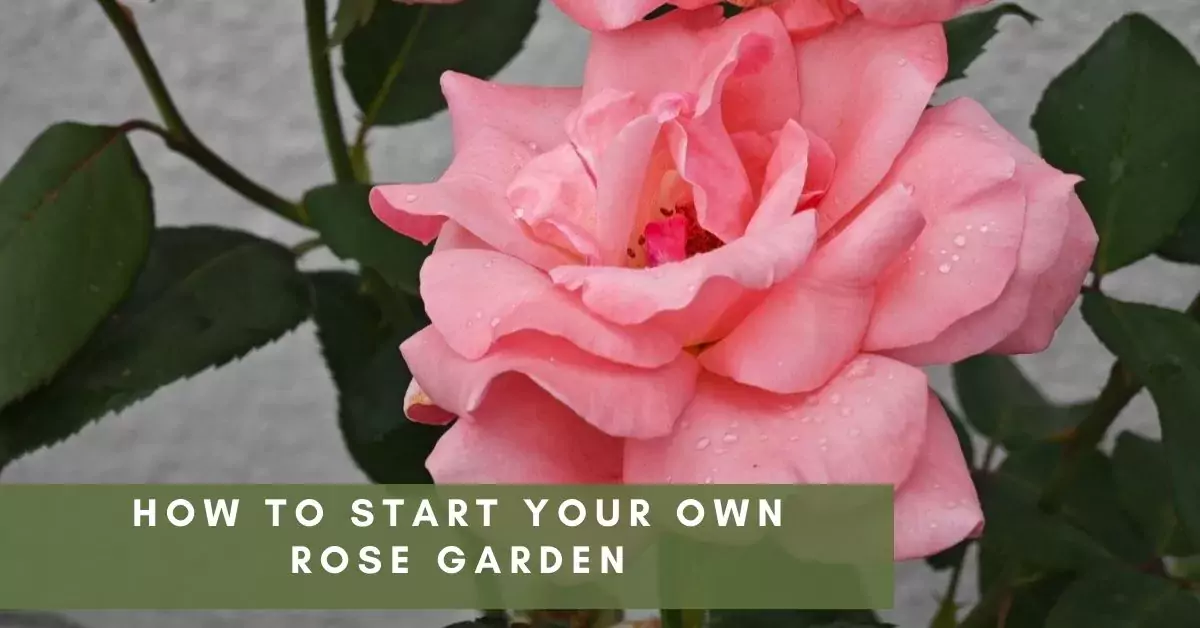 How to Start Your Own Rose Garden