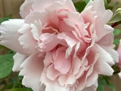 Albertine rose