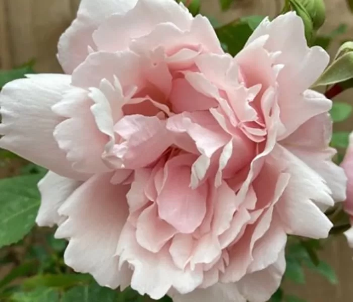 Albertine rose