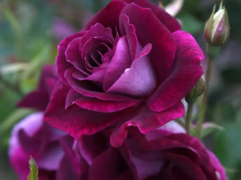 Burgundy Iceberg rose