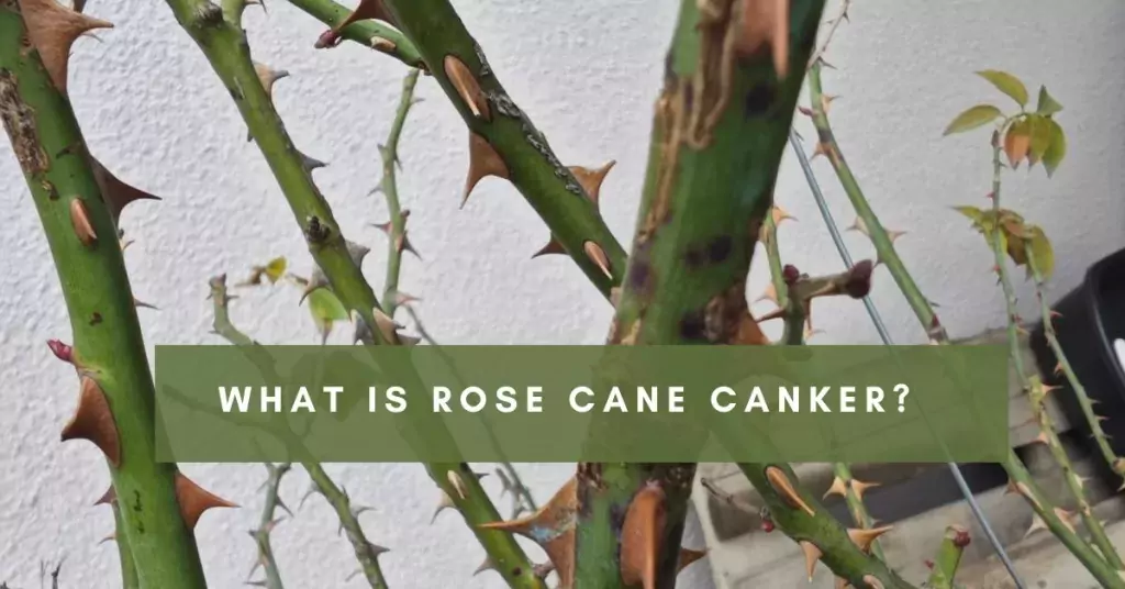 cane canker roses