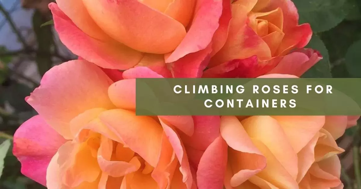 climbing roses in containers