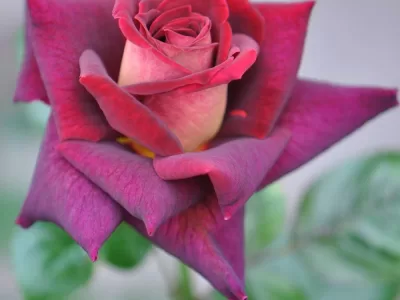 Dark Night rose