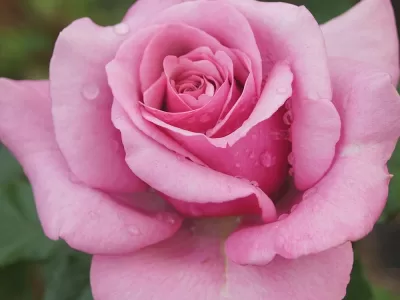 Purple Fragrancia rose