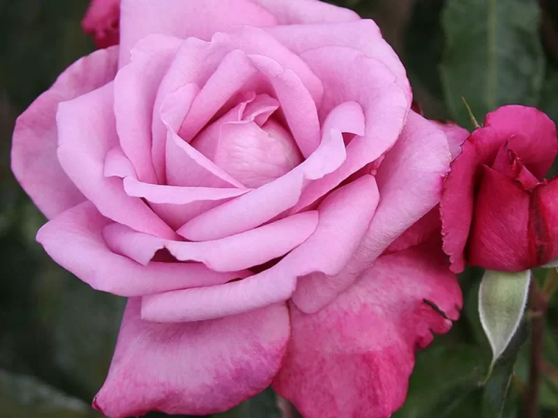 Fragrant Plum rose