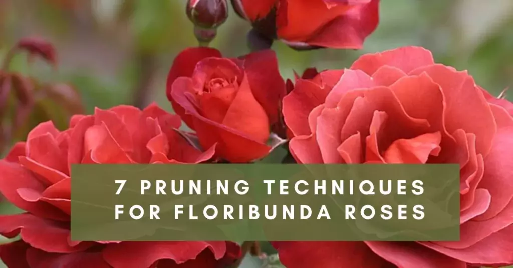 how to prune floribunda roses
