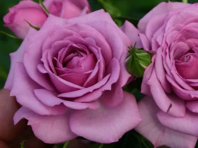 Lavender Veranda rose