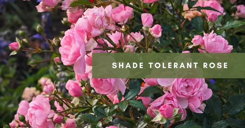 shade tolerant rose