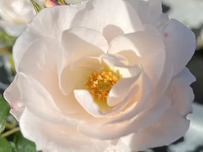 Sheer Silk rose