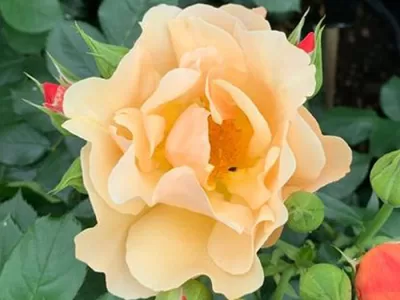 Simple Gold Rose