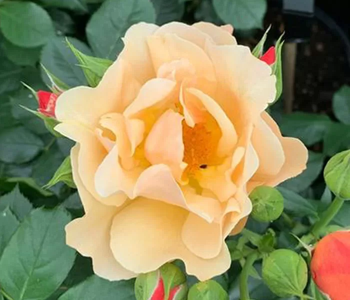 Simple Gold Rose