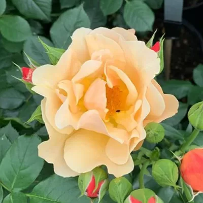 simple gold shrub rose