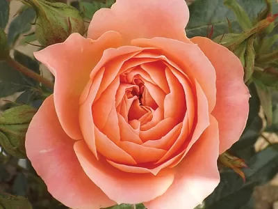 Sweet Wonder rose