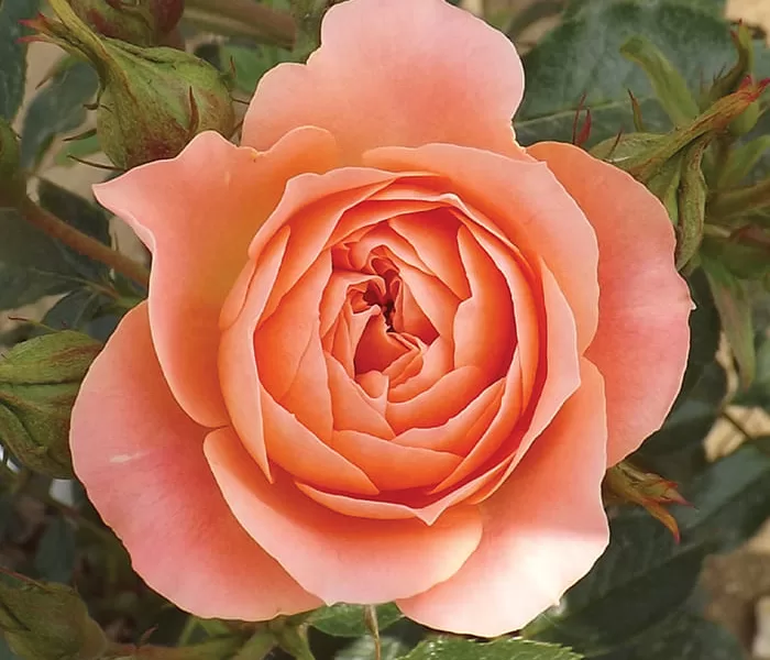 Sweet Wonder rose