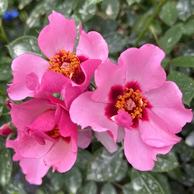 This Morning shrub rose