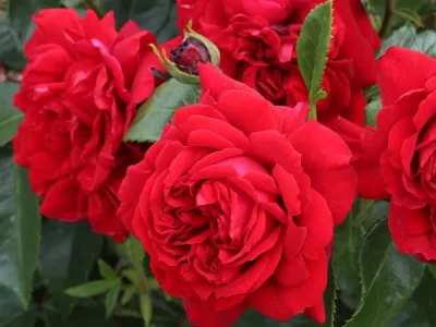 Bordeaux rose