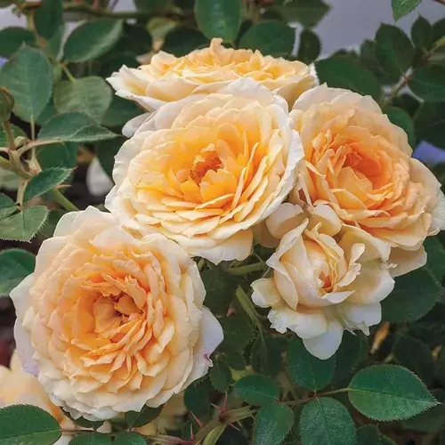 Edith's Darling rose