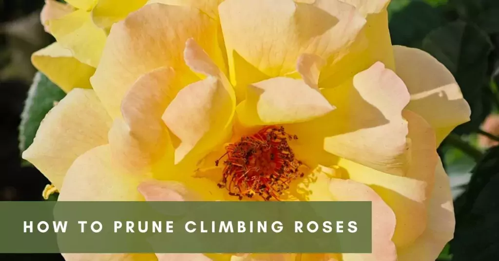 how to prune climbing roses