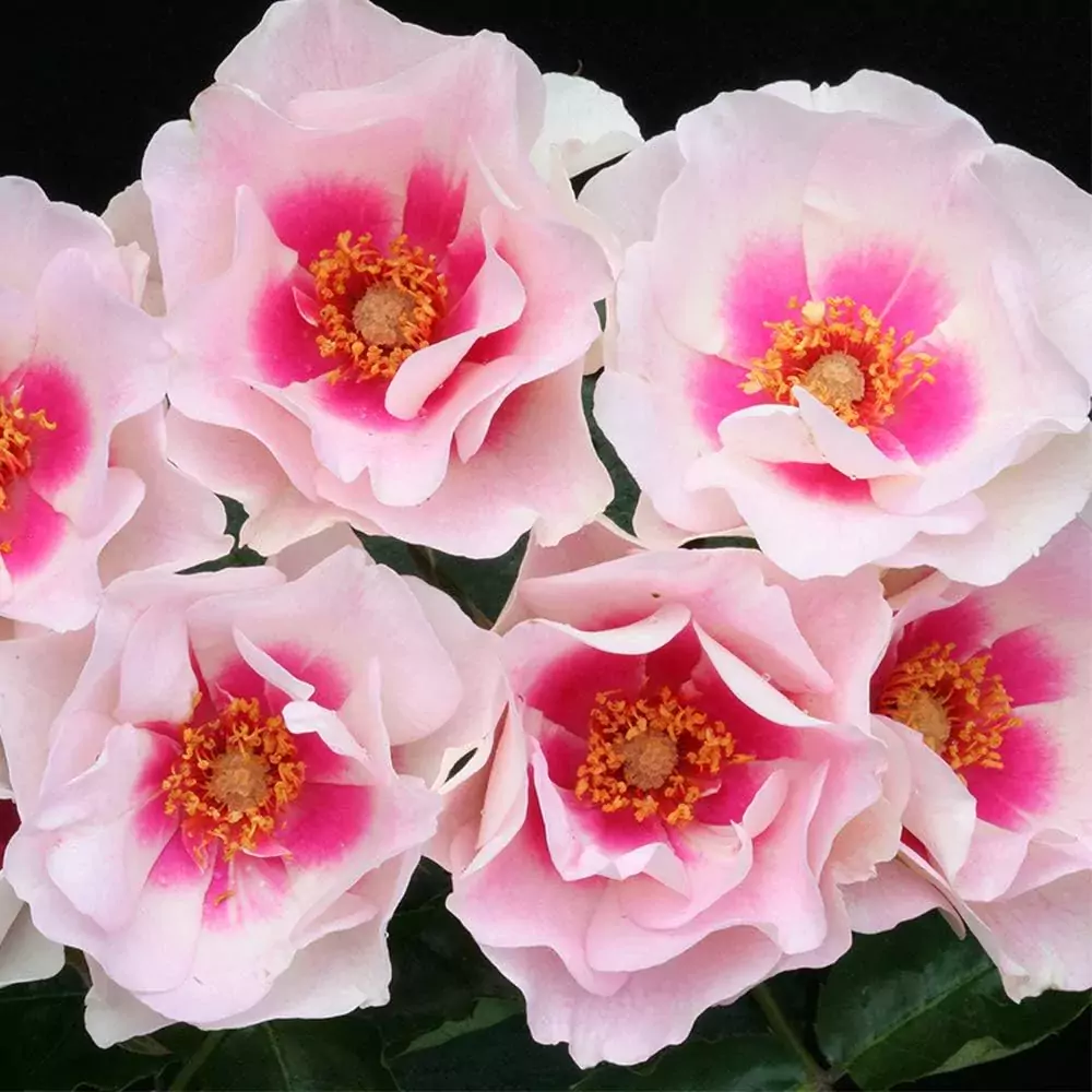 Bull's Eye rose| English roses