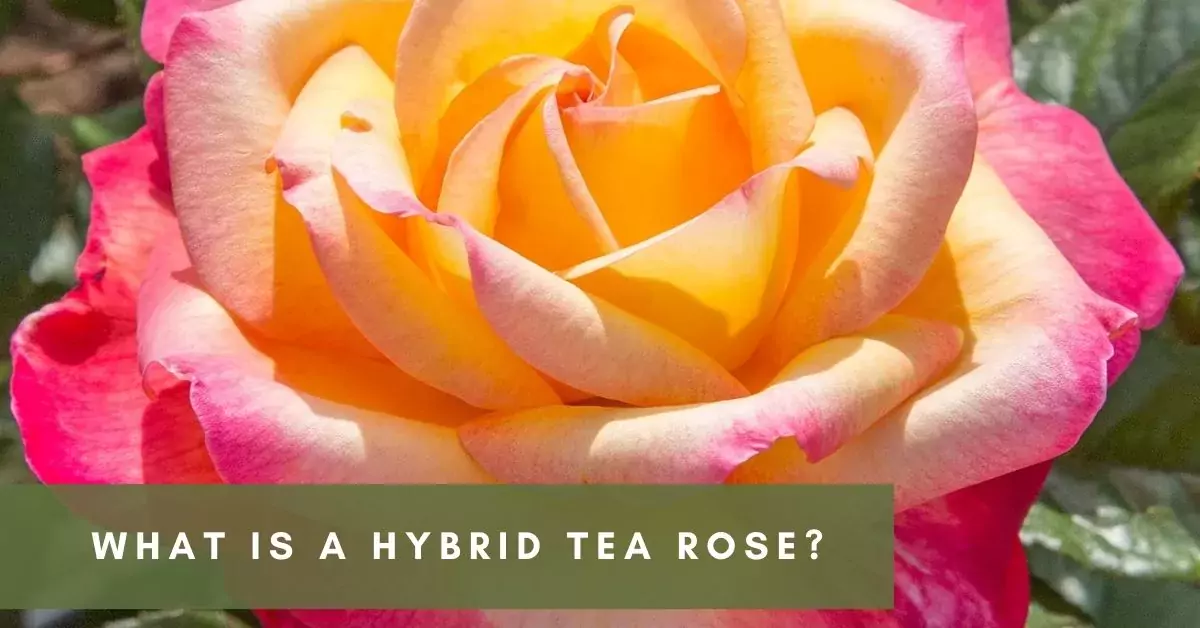 hybrid tea roses