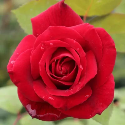 What is a hybrid tea rose