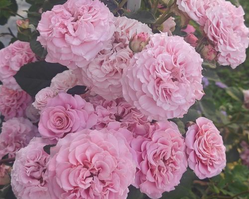 Month by month checklist