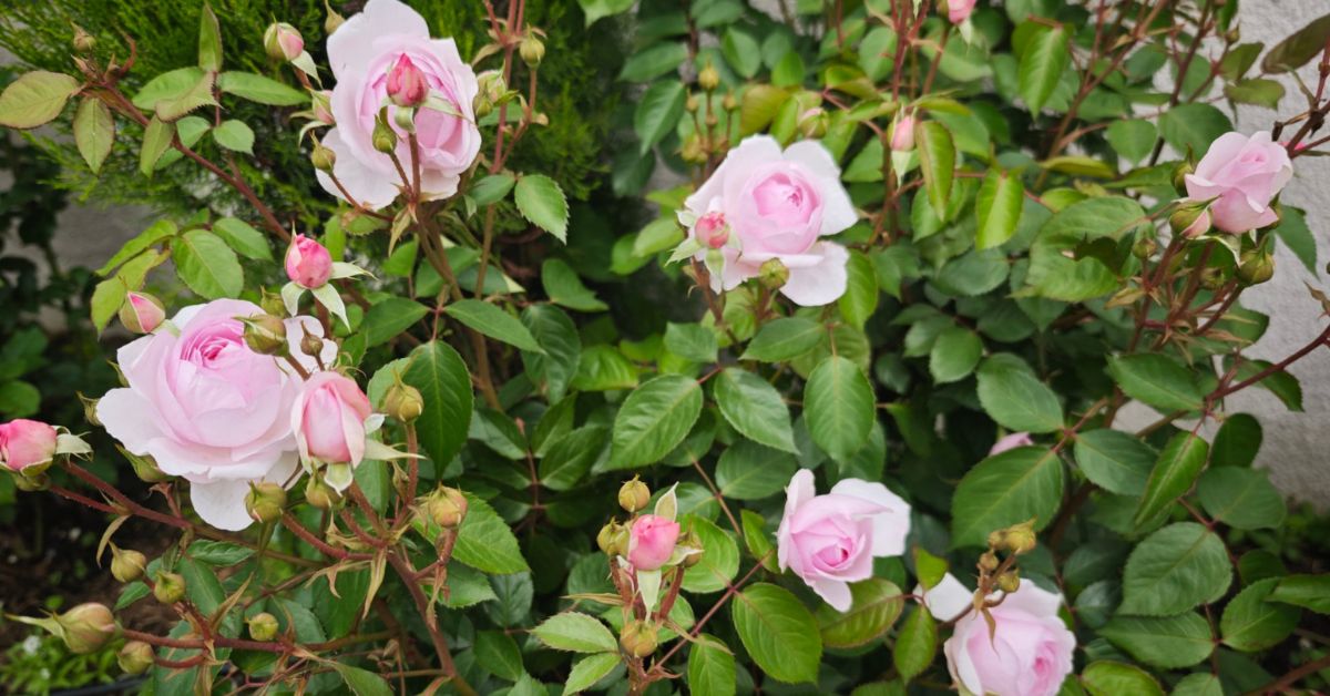 Blind shoots on a rose bush — long stems with healthy leaves but no flower buds at the tips \