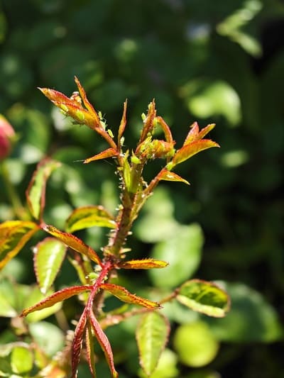 feeding roses vs feeding soil