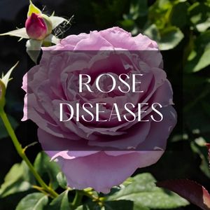 rose diseases