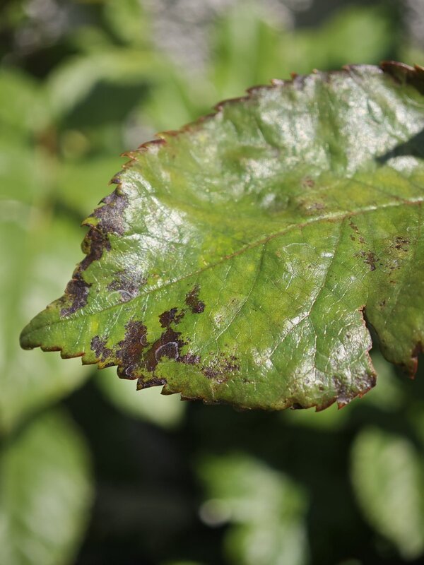 rose leaves