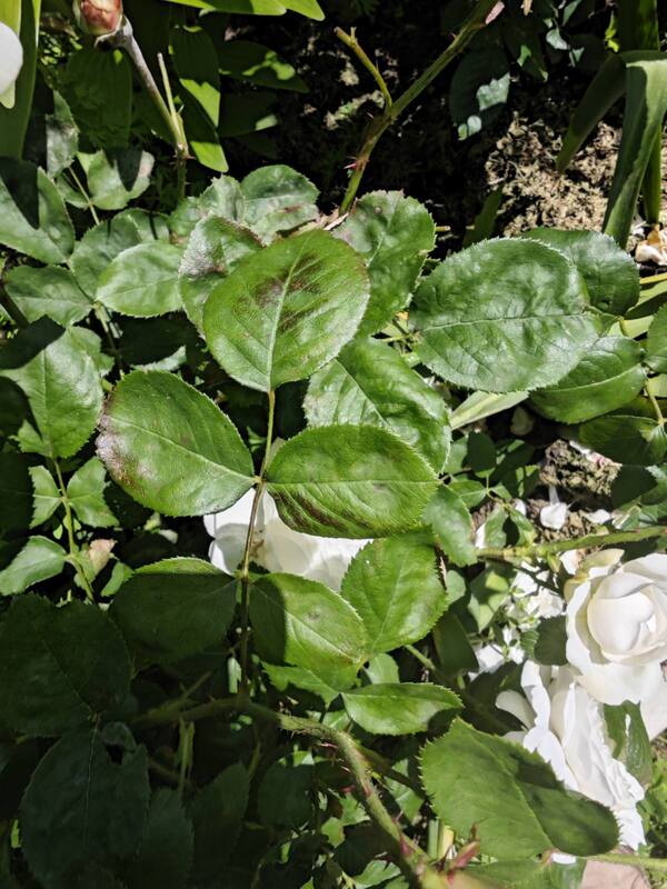 Downy Mildew on roses