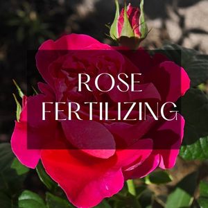 rose feeding