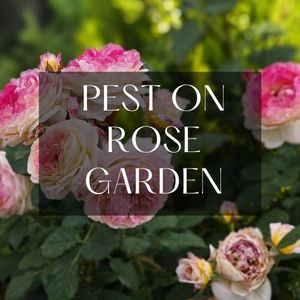 pest on rose garden