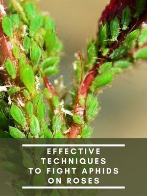 Effective Techniques to Fight Aphids on Roses