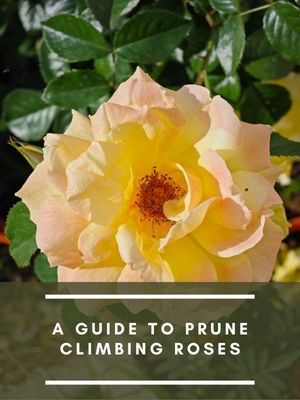 A Guide to Prune Climbing Roses