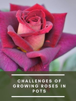 how to grow roses in a pots