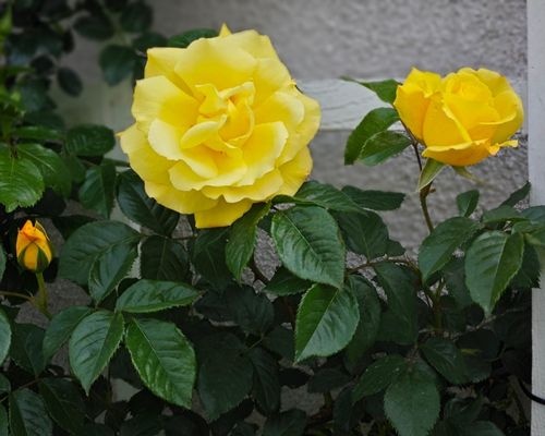 rose gardening