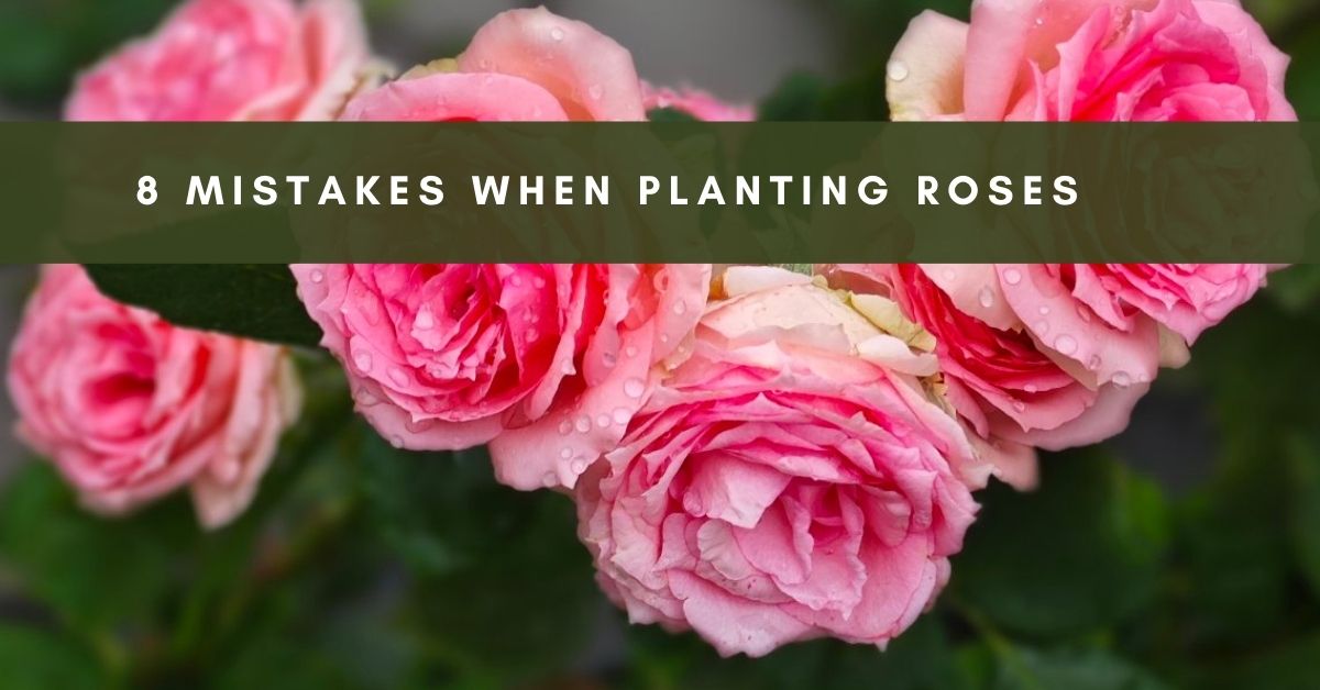 wrong rose planting, • Rose care