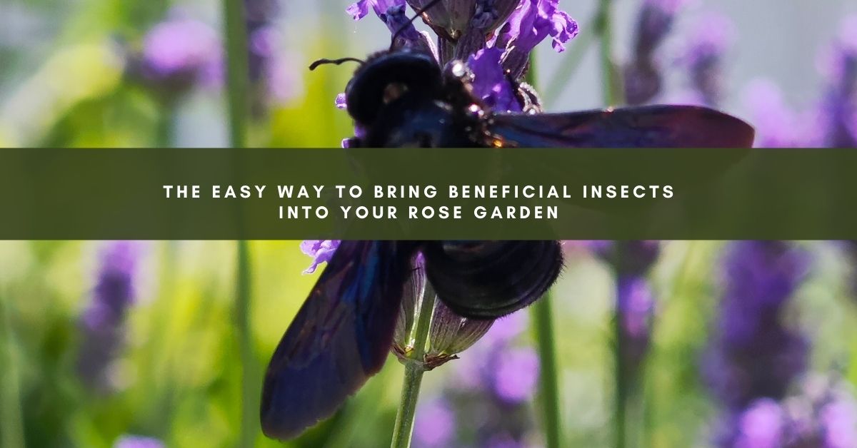 The Easy Way to Bring Beneficial Insects Into Your Rose Garden