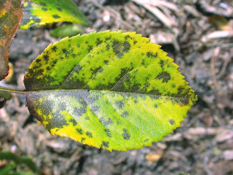 Bacterial Leaf Spot