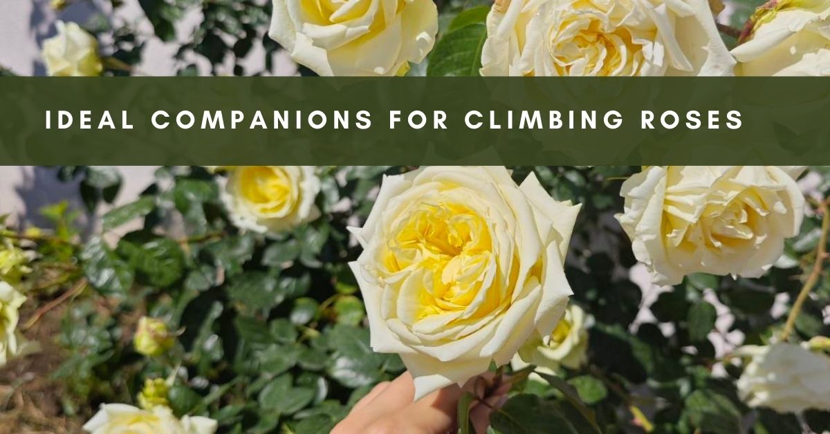 climbing roses