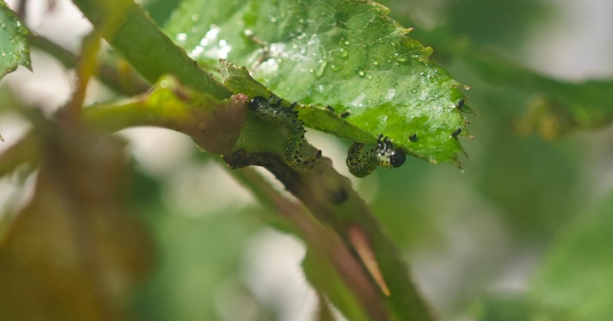organic caterpillar control