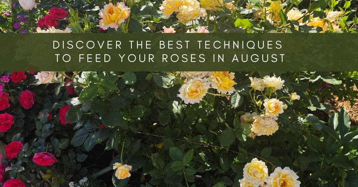 how to feed rose bushes in August