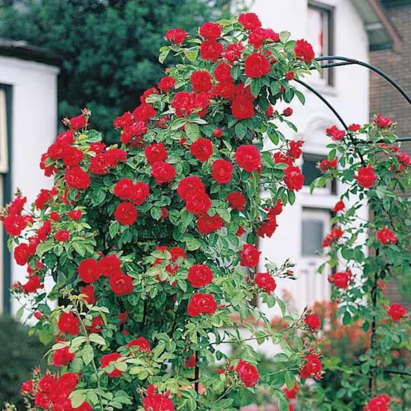 climbing roses