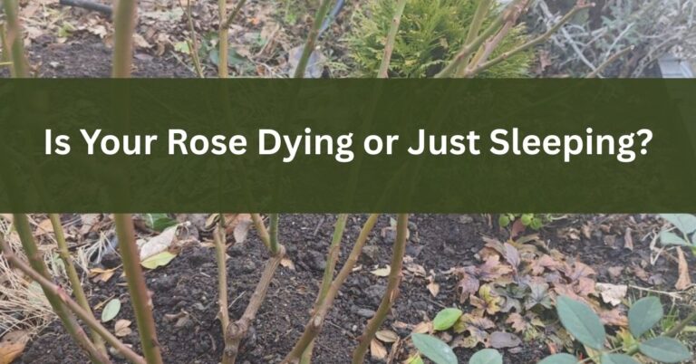 Rose Dormancy in Winter